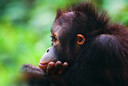 OrangutanKlein.jpg