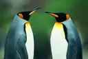 Pinguine.jpg