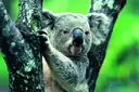 Koala.jpg